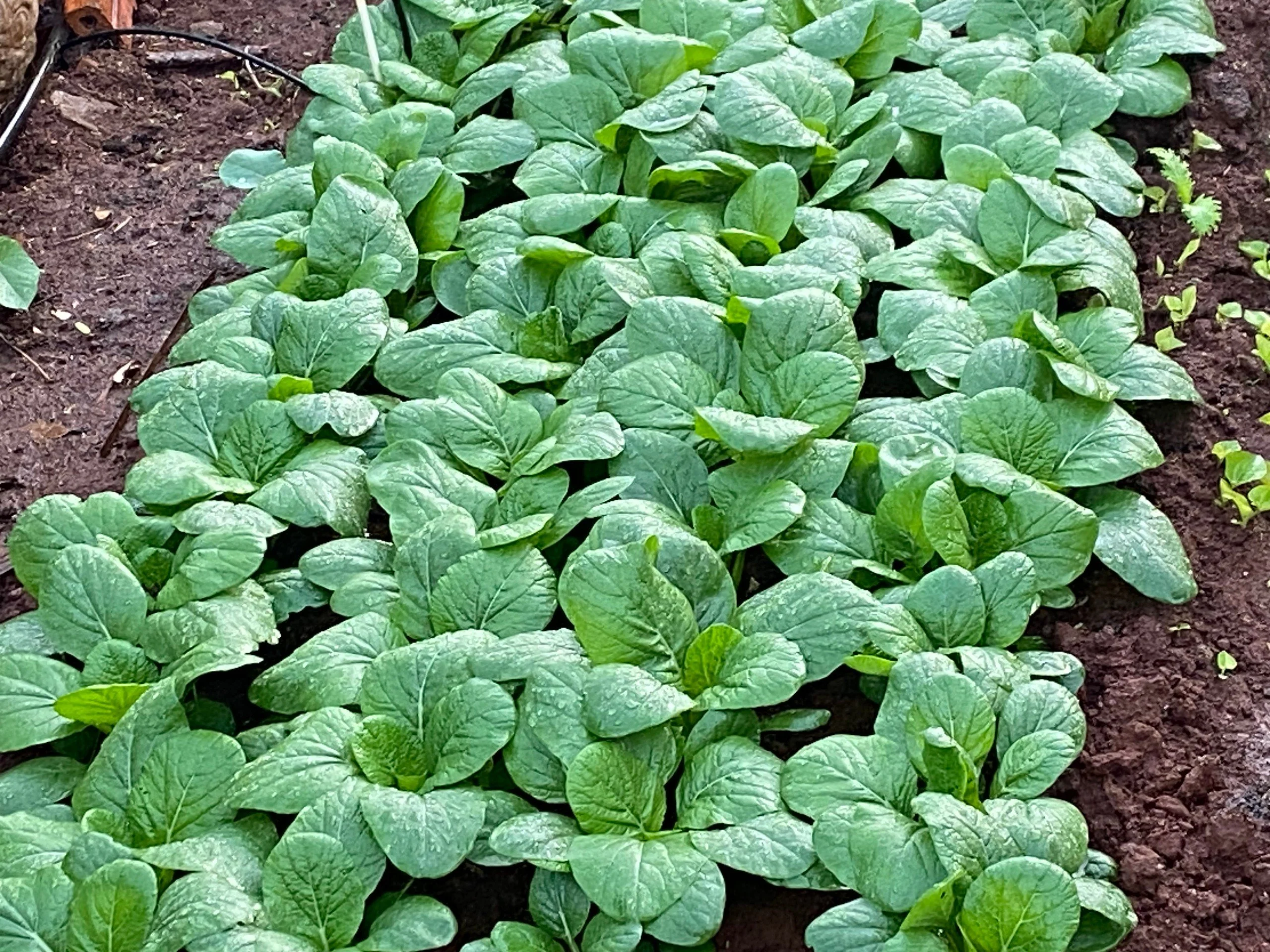 Hình ảnh rau ăn lá sử dụng Amino Acid và Bacillus thuringiensis 